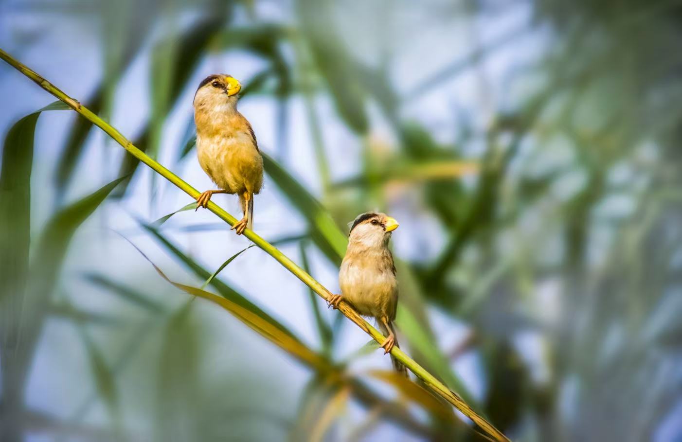 小橋流水，白鷺嬉戲！這里風景美如畫！！